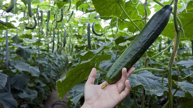 Las muestras de los pepinos andaluces, enviadas a un laboratorio gallego Las muestras de los pepinos andaluces, enviadas a un laboratorio gallego