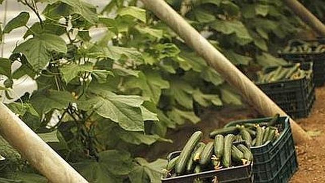 La bacteria de las hamburguesas y de la �diarrea del viajero�