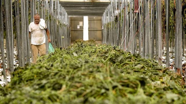 El mercado hortofrut�cola sigue parado y se tiran miles de toneladas al d�a