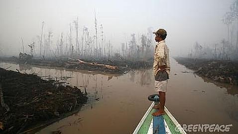 Luces y sombras en la gesti�n forestal sostenible de Indonesia