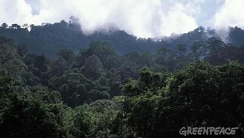 Luces y sombras en la gesti�n forestal sostenible de Indonesia