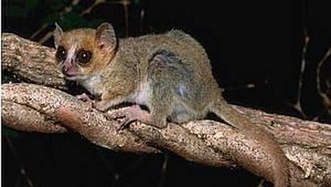 Madagascar ha mostrado 615 nuevas especies en diez años Madagascar ha mostrado 615 nuevas especies en diez años
