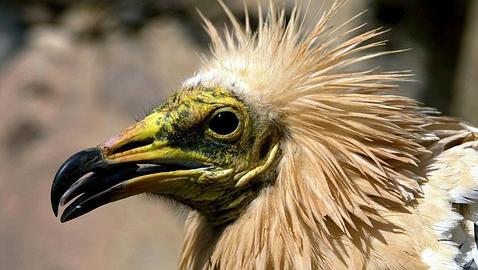 M�s de 60.000 aves de 25 especies distintas cruzan el Estrecho en primavera