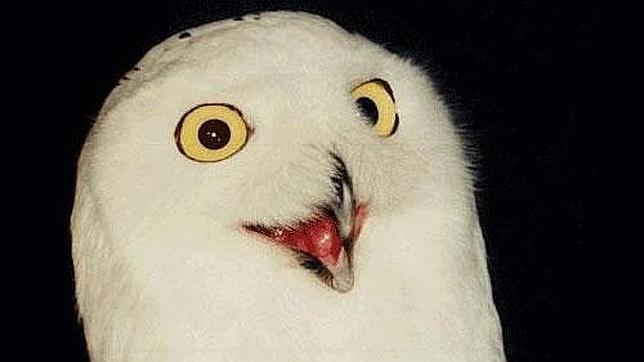 Los fen�menos de Internet m�s recordados de la historia