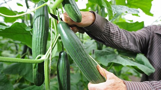 Hallan un pepino con la variante letal de �E.coli� en la basura de una familia afectada