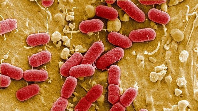 As� mata la bacteria E.coli