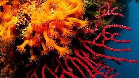 Los escaparates de las joyerías, el «futuro hábitat» del coral rojo Los escaparates de las joyerías, el «futuro hábitat» del coral rojo