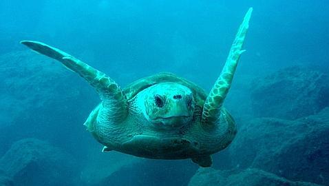 El 99% de especies marinas en peligro carece de planes de conservación El 99% de especies marinas en peligro carece de planes de conservación