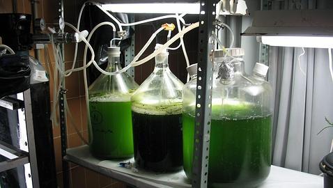 Endesa ensaya un nuevo concepto de biorrefinería Endesa ensaya un nuevo concepto de biorrefinería