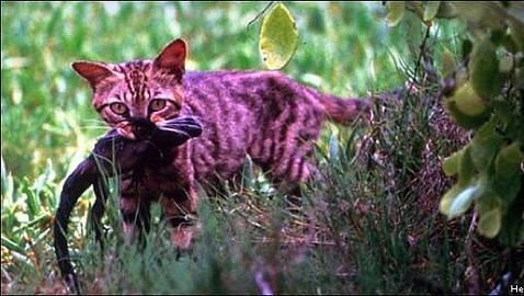 El hombre lidera una lista de más de 1.400 especies foráneas de las Islas Galápagos El hombre lidera una lista de más de 1.400 especies foráneas de las Islas Galápagos