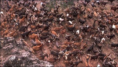 El hombre lidera una lista de más de 1.400 especies foráneas de las Islas Galápagos El hombre lidera una lista de más de 1.400 especies foráneas de las Islas Galápagos