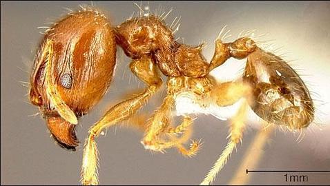 El hombre lidera una lista de más de 1.400 especies foráneas de las Islas Galápagos El hombre lidera una lista de más de 1.400 especies foráneas de las Islas Galápagos