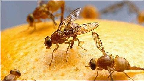 El hombre lidera una lista de más de 1.400 especies foráneas de las Islas Galápagos El hombre lidera una lista de más de 1.400 especies foráneas de las Islas Galápagos