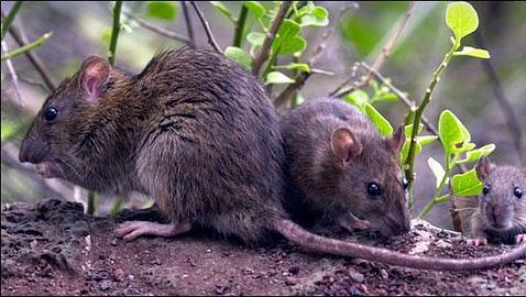 El hombre lidera una lista de más de 1.400 especies foráneas de las Islas Galápagos El hombre lidera una lista de más de 1.400 especies foráneas de las Islas Galápagos