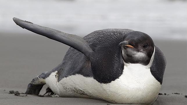 El pingüino de la Antártida, varado en Nueva Zelanda, ingresa en el hospital El pingüino de la Antártida, varado en Nueva Zelanda, ingresa en el hospital