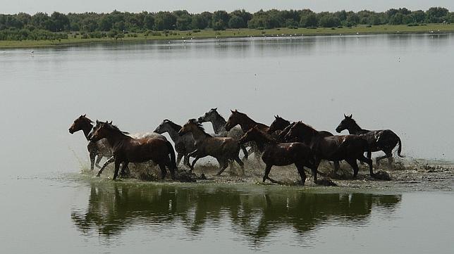 Las yeguas galopan por las marismas