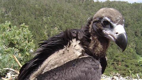La Fundación para la Conservación del Buitre Negro, premiada por su labor La Fundación para la Conservación del Buitre Negro, premiada por su labor