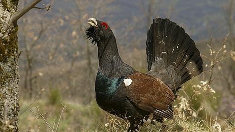 Urogallo: Símbolo europeo amenazado Urogallo: Símbolo europeo amenazado