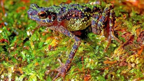Redescubren al sapo «arcoíris» en las selvas de Malasia Redescubren al sapo «arcoíris» en las selvas de Malasia