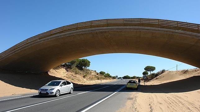 Uno de los ecoductos de Do�ana