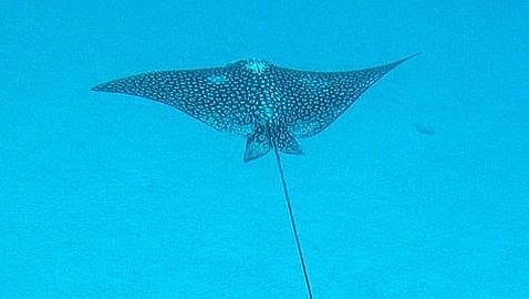 «A favor de los tiburones, un mar de esperanza» «A favor de los tiburones, un mar de esperanza»