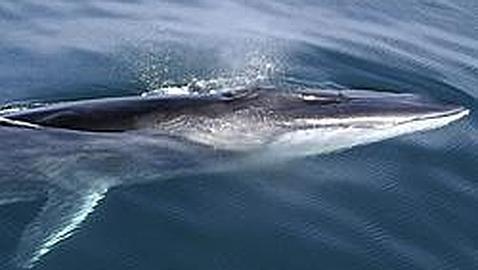 «A favor de los tiburones, un mar de esperanza» «A favor de los tiburones, un mar de esperanza»