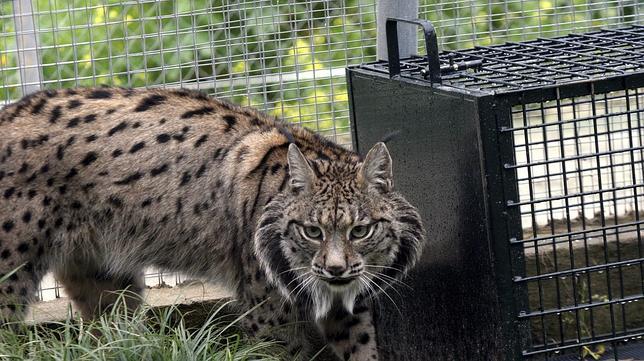 Uno de los linces del Centro de Recuperacin de Especies Amenazadas (CREA) de Crdoba