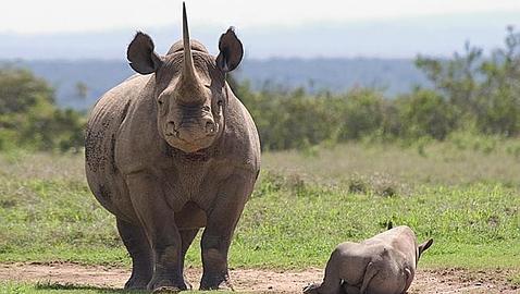 CITES aprueba un plan para frenar el comercio ilegal de colmillos de elefante