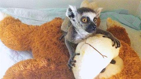 Salvan a un lémur de cola anillada que nació con un fuerte golpe en la cabeza Salvan a un lémur de cola anillada que nació con un fuerte golpe en la cabeza