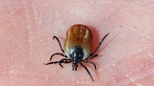 El sur de España, el más afectado por el avance de la plaga de garrapatas El sur de España, el más afectado por el avance de la plaga de garrapatas