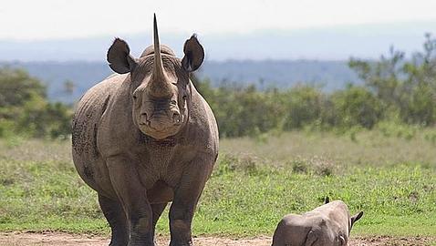 Sud�frica estudia quitarles el cuerno a los rinocerontes para evitar la caza furtiva