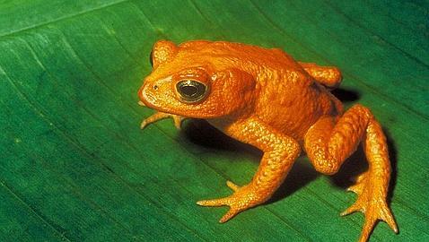 Descubren un zooplancton que consume el hongo responsable de la p�rdida masiva de anfibios en todo el mundo