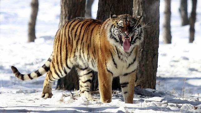 �El tigre�, la venganza del animal perseguido