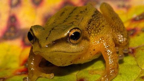 Los ambientes monta�osos estimulan la diferenciaci�n de especies entre los anfibios 