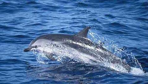 Las ballenas y los delfines necesitan m�s �reas protegidas