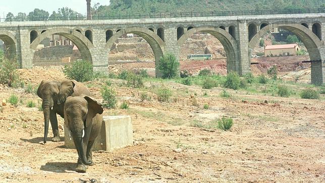 Elefantes en la reserva de Guillena