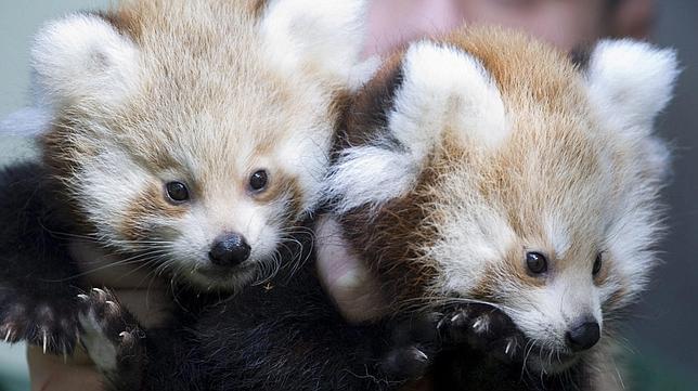 Nacen dos osos panda rojos en el zoo de Berlín Nacen dos osos panda rojos en el zoo de Berlín