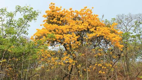 Bosques: �rboles extraordinarios