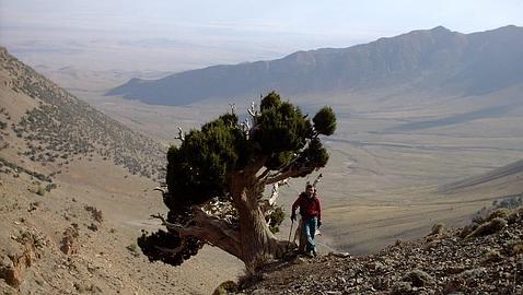 Bosques: �rboles extraordinarios