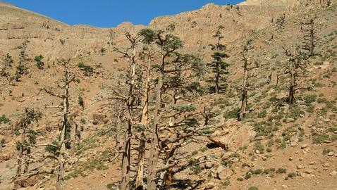 Bosques: �rboles extraordinarios