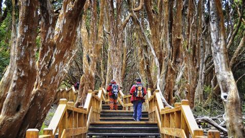 Bosques: �rboles extraordinarios