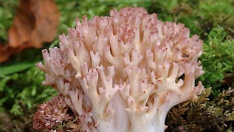 Asturias: Reino Fungi Asturias: Reino Fungi