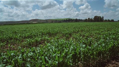 R�cord hist�rico para el cultivo de ma�z transg�nico