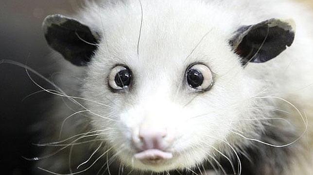 Muere Heidi, la zarigeya bizca que prevea los Oscar para la cadena Abc