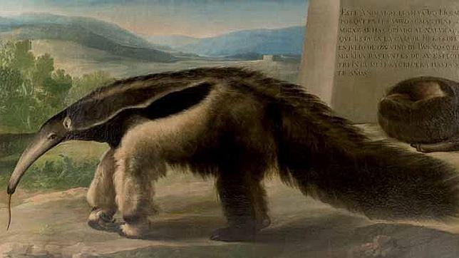 Un Goya oculto en el Museo de Ciencias Naturales