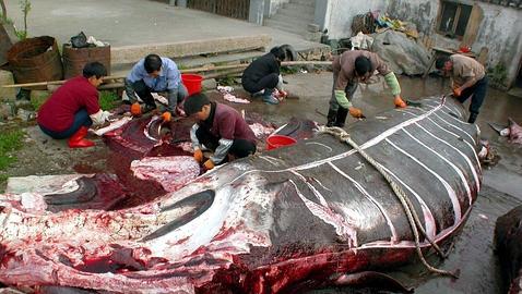 Japón reanudará su polémica caza «científica» de ballenas en invierno Japón reanudará su polémica caza «científica» de ballenas en invierno