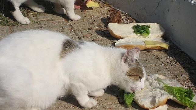 Multas de 300 euros para quien alimente a animales abandonados Multas de 300 euros para quien alimente a animales abandonados