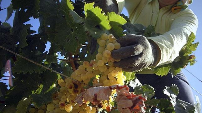 Competencia multa con 544.000 euros a los productores de vino y mosto de Jerez Competencia multa con 544.000 euros a los productores de vino y mosto de Jerez