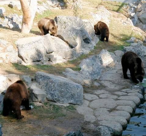 Cuatro osos pardos aumentan el atractivo del parque zool�gico