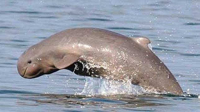 Crear�n tres santuarios para delfines en Bangladesh